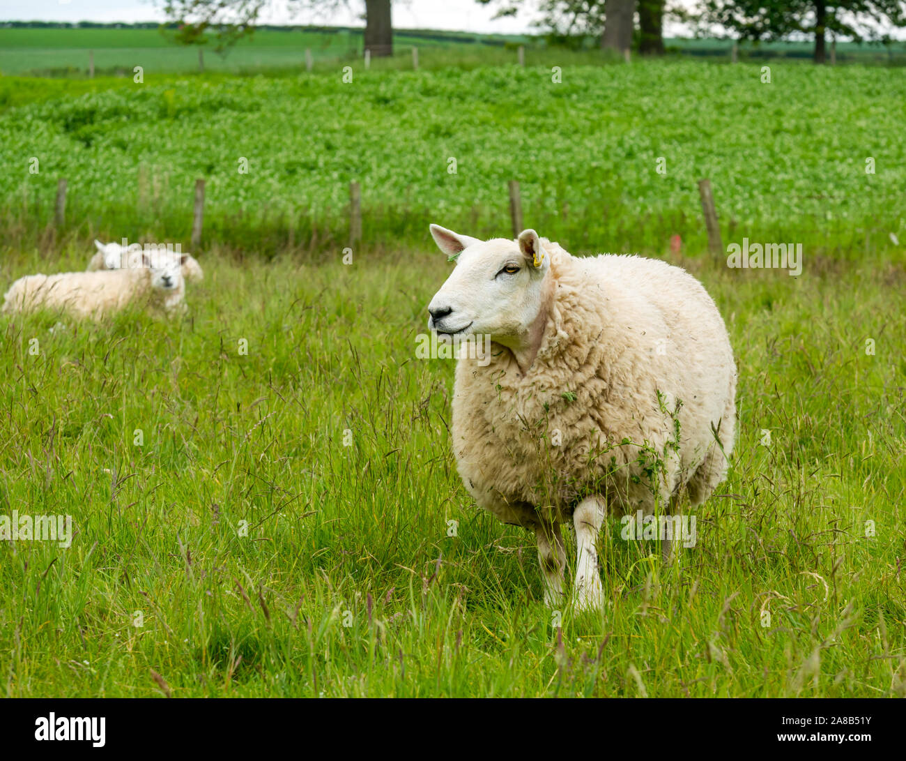 In der Nähe der Schafe im Gras, East Lothian, Schottland, Großbritannien Stockfoto