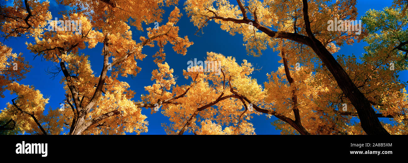 Low Angle View cottonwood Baum, Canyon De Chelly, Arizona, USA Stockfoto