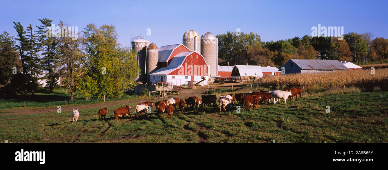 Kuhherde in einem Feld wieder in Silos und Scheunen, Pine Island, Minnesota, USA Stockfoto