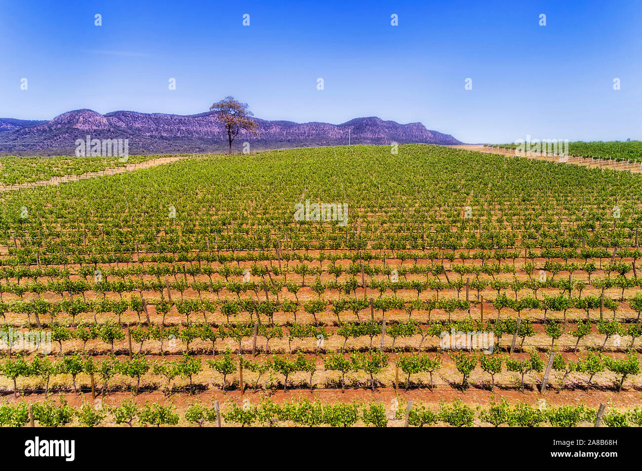Gerade parallele Reihen von Reben im Weinberg in der Australischen Hunter Valley Weinregion im Frühling Saison, wenn die Blätter sind frisch und Einweichen Stockfoto