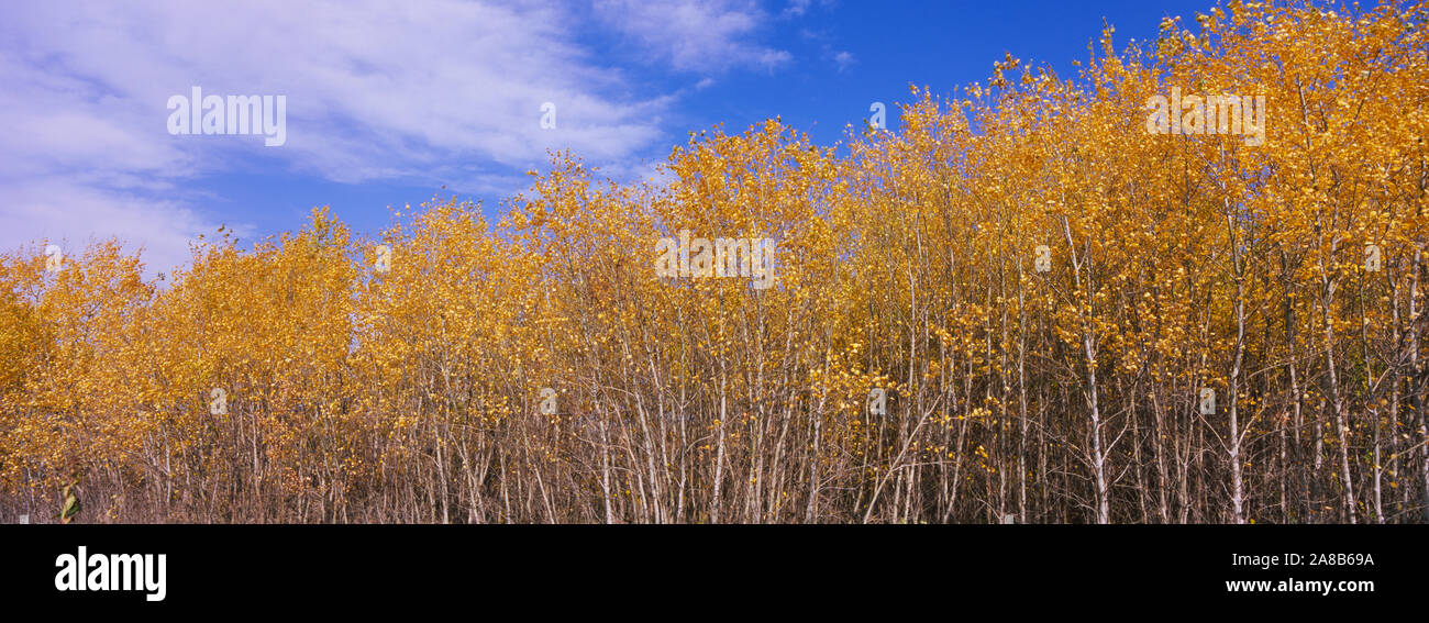 Pappeln in einem Wald, Minnesota, USA Stockfoto