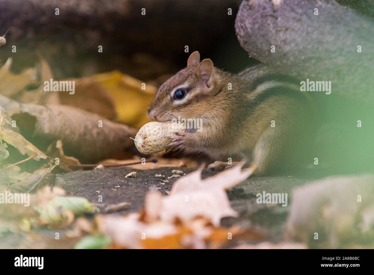 Eastern chipmunk im Herbst Stockfoto
