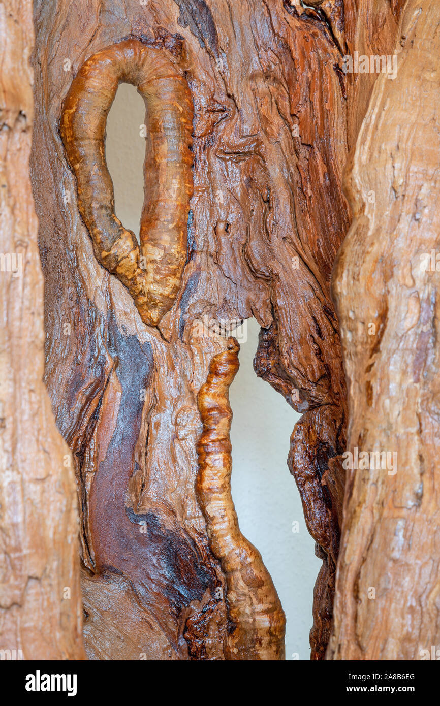 Die Einzelheiten der grossen modernen alten Holz Dekorative Kirschbaum Skulptur - turnk. Stockfoto