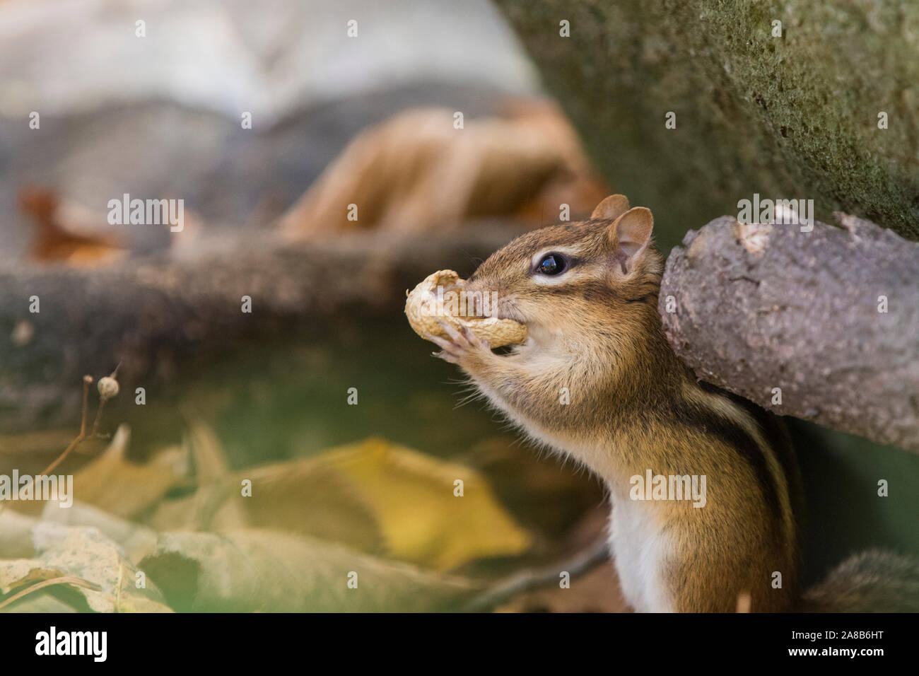 Eastern chipmunk im Herbst Stockfoto