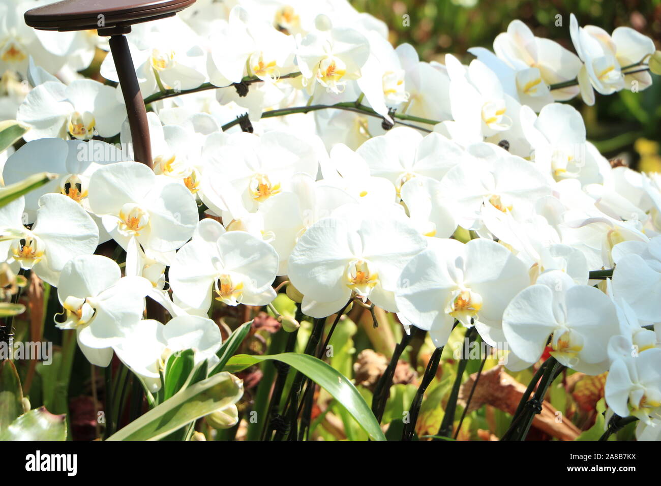Up Close White Orchids Stockfoto