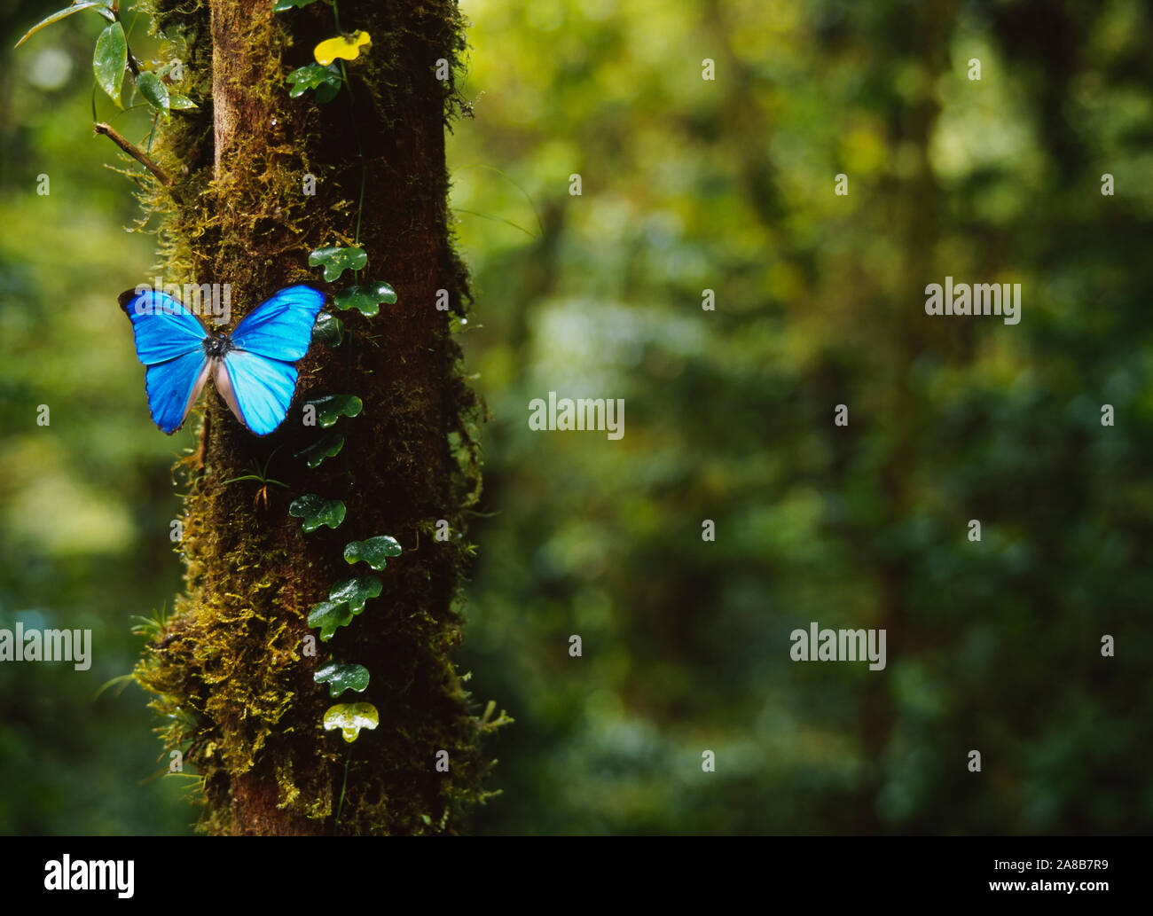 Nahaufnahme eines blauen Morpho Schmetterling (Morpho menelaus) auf einem Baum, Monteverde Cloud Forest Reserve, Puntarenas, Costa Rica Stockfoto