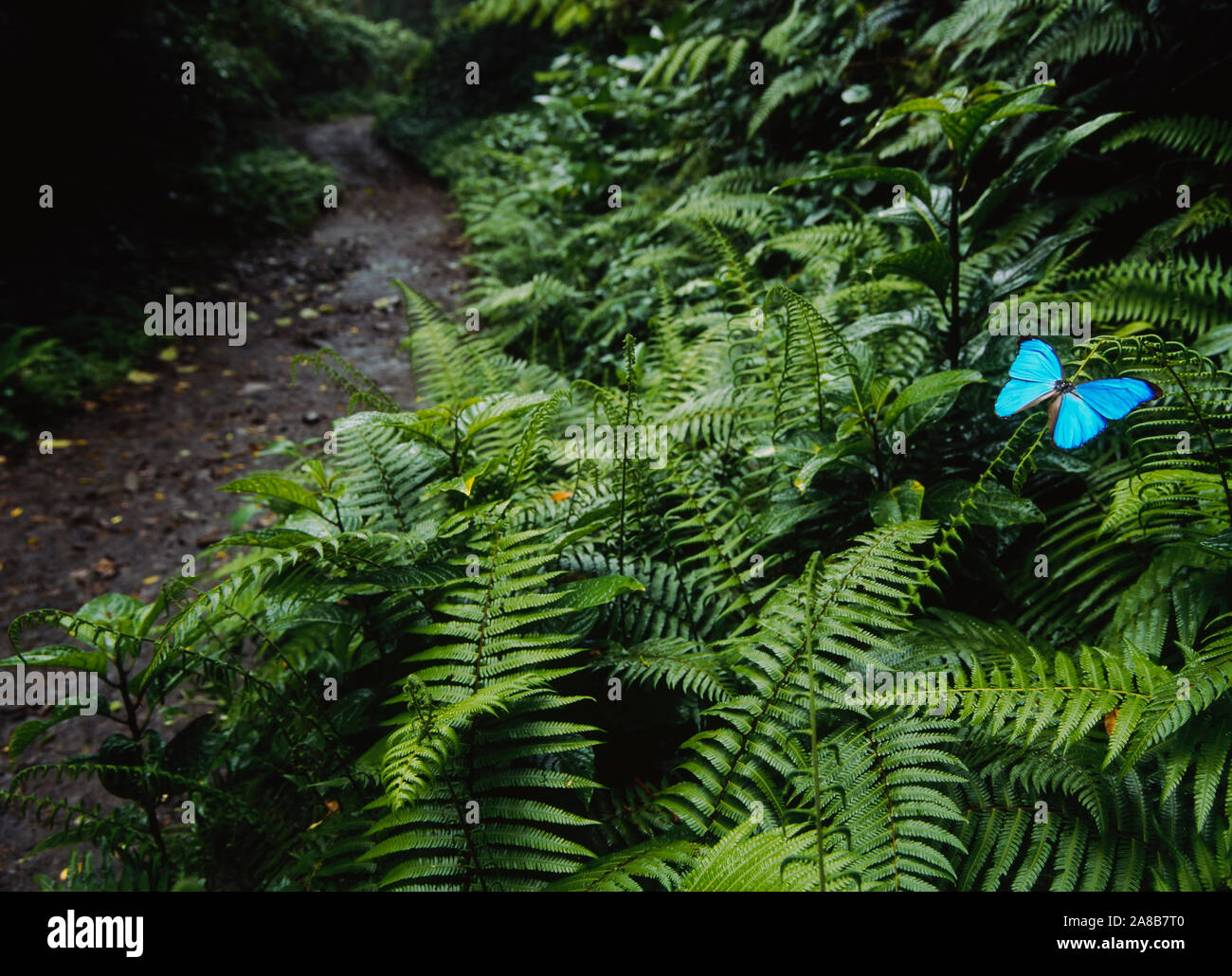 Hohe Betrachtungswinkel und einer blauen Morpho Schmetterling (Morpho menelaus) auf eine Pflanze, Monteverde Cloud Forest Reserve, Puntarenas, Costa Rica Stockfoto