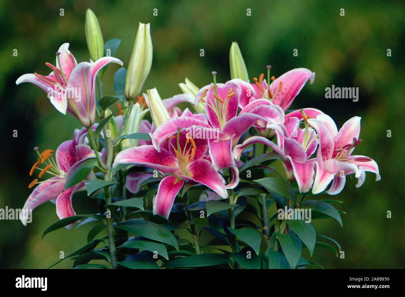 Stargazer Lilie Stargazer Blüten (Lilium) in der Blüte, North Carolina, USA Stockfoto