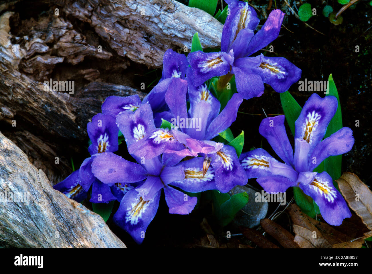 Zwerg See Blumen Iris (Iris Lacustris) in voller Blüte, Michigan, USA Stockfoto