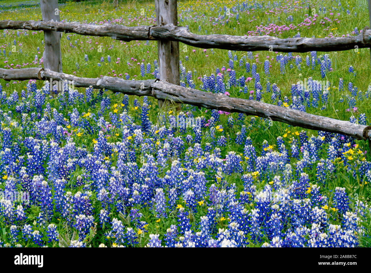 Bluebonnet Blumen blühen Um verwittertes Holz Zaun, Texas, USA Stockfoto