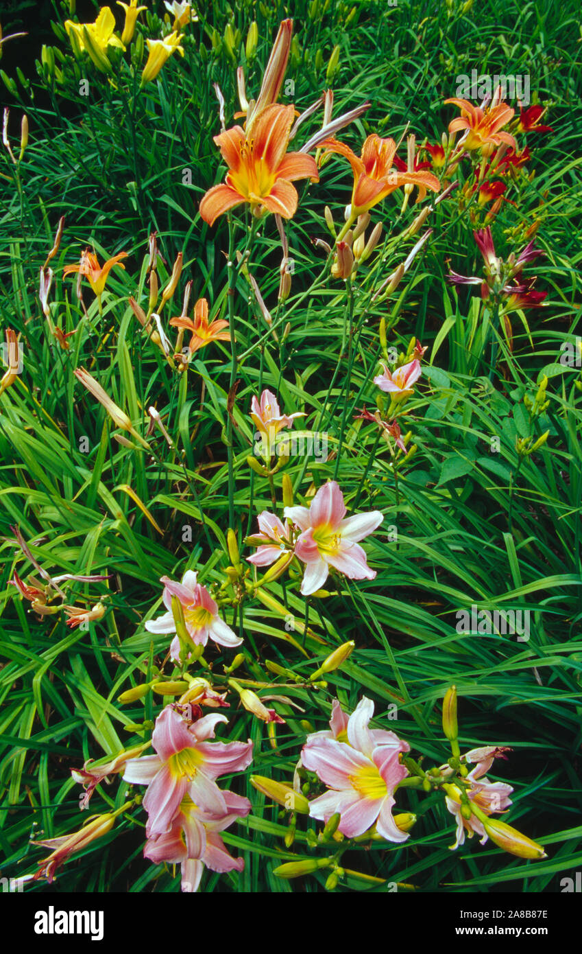 Gruppe von Tag lily Blumen blühen Stockfoto