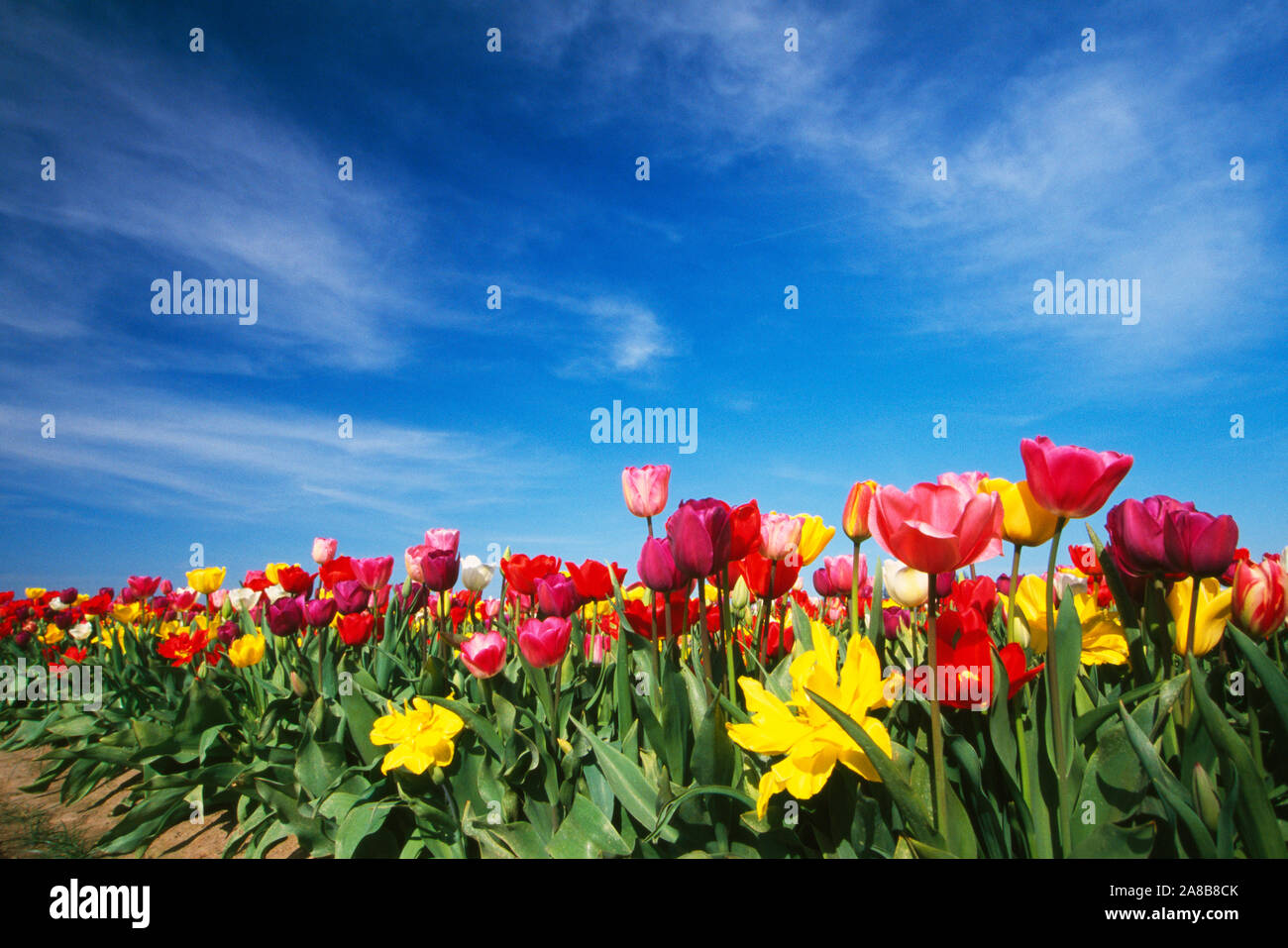 Bereich der blühenden Tulpe Blumen, Willamette Valley, Oregon, USA Stockfoto