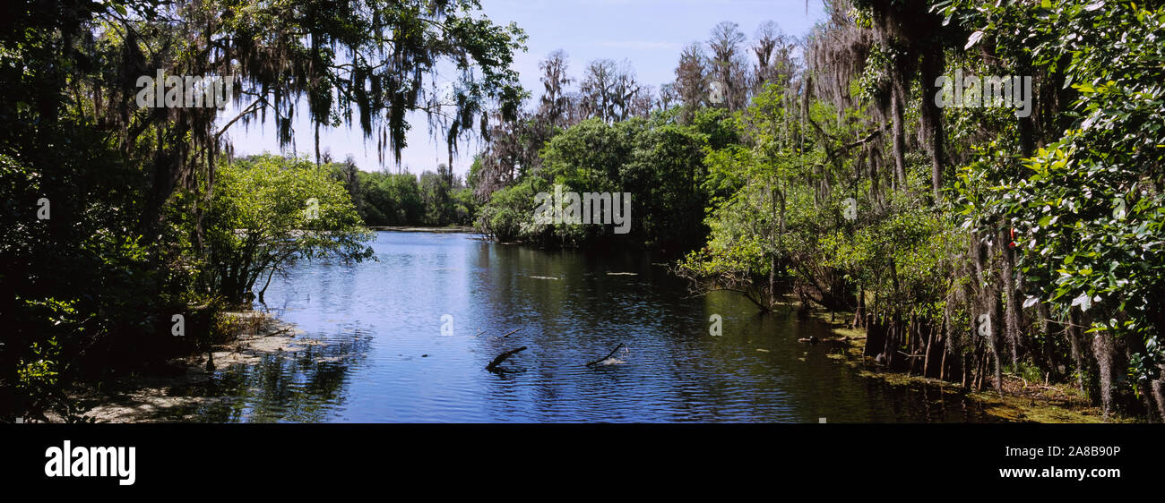 Fluss, der durch einen Wald, Hillsborough River, Salat Lake Park, Tampa, Hillsborough County, Florida, USA Stockfoto
