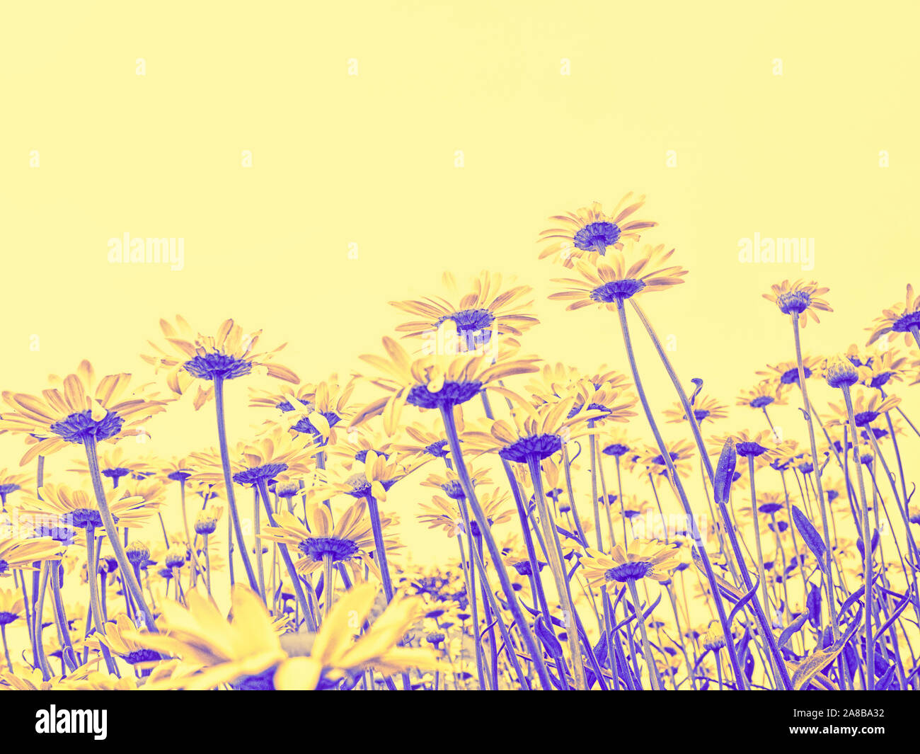 Gänseblümchen erreichen für den Himmel Lila und Gelb Frühling Sommer Natur Hintergrund digital Wallpaper gefiltert Stockfoto