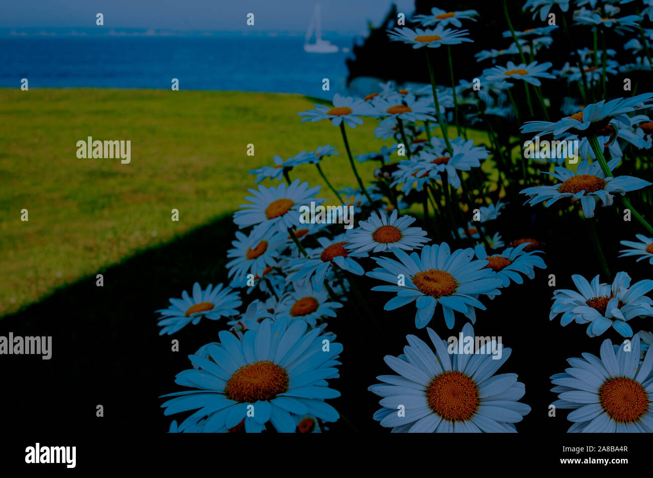 Gänseblümchen in einem romantischen Moody moonlit Garten am Meer in Stonington auf der Connecticut Ufer Stockfoto