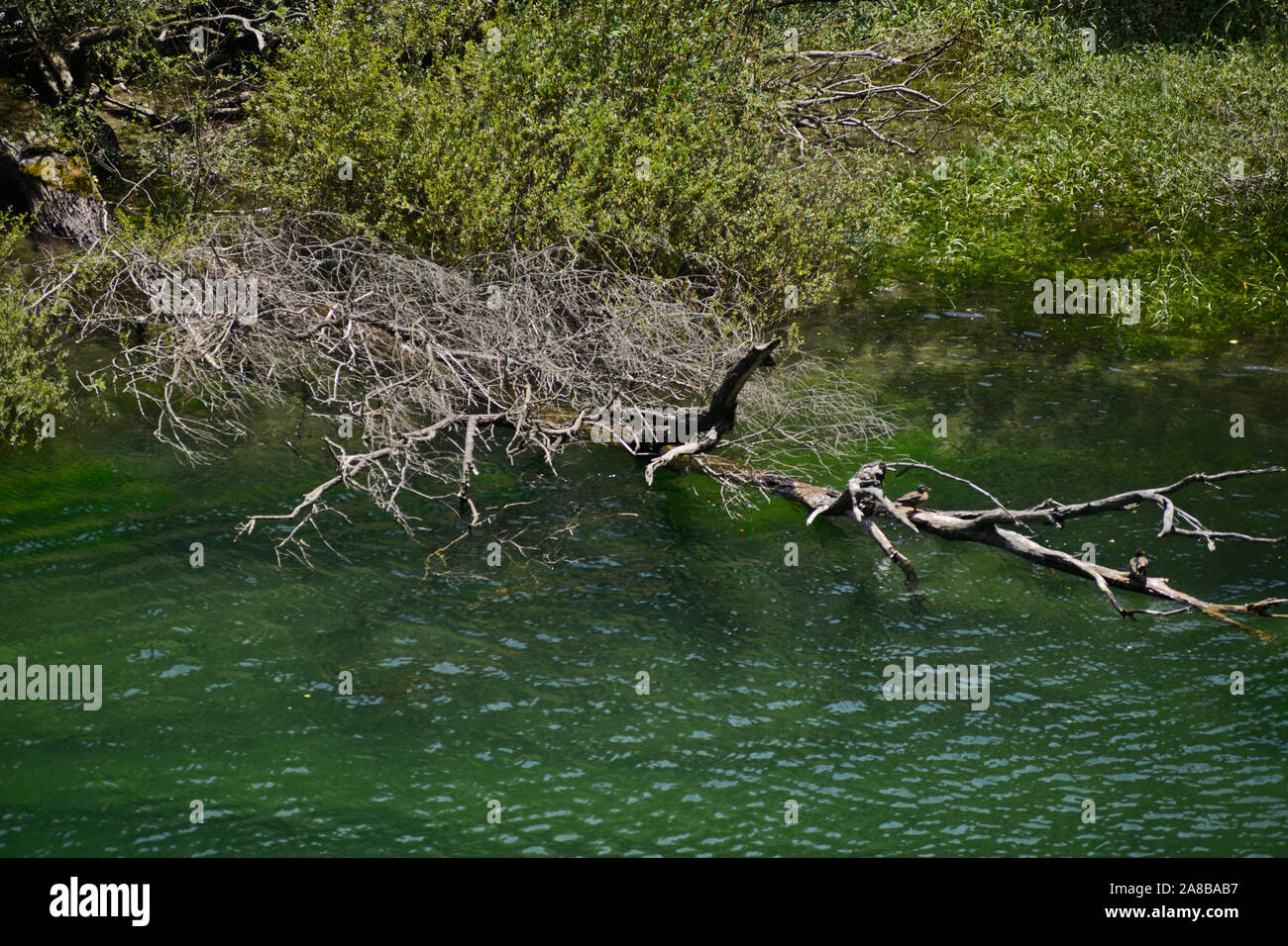 Treska Fluss überqueren der Matka Canyon, Mazedonien Stockfoto