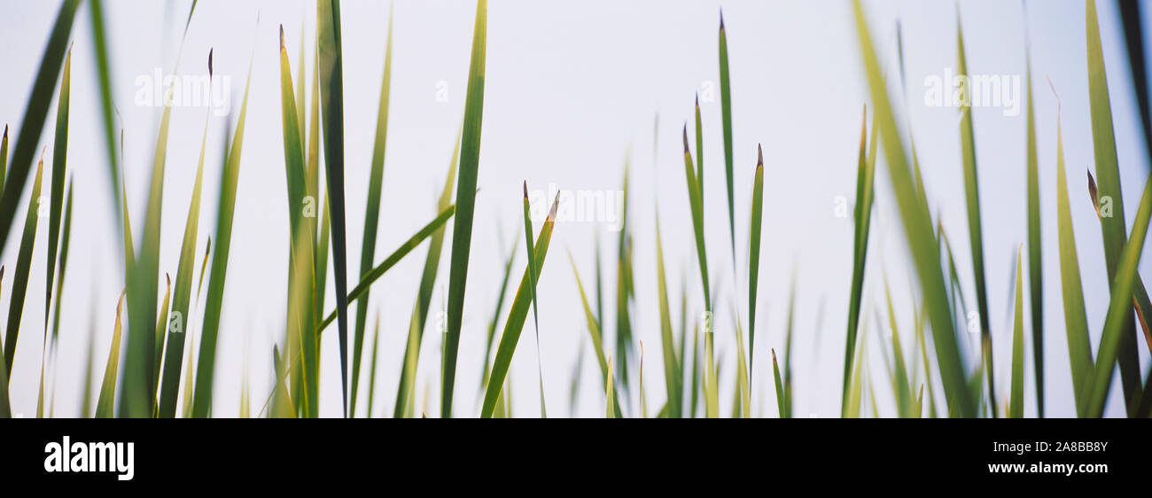 In der Nähe von Gras (cattail Typha latifolia) Stockfoto