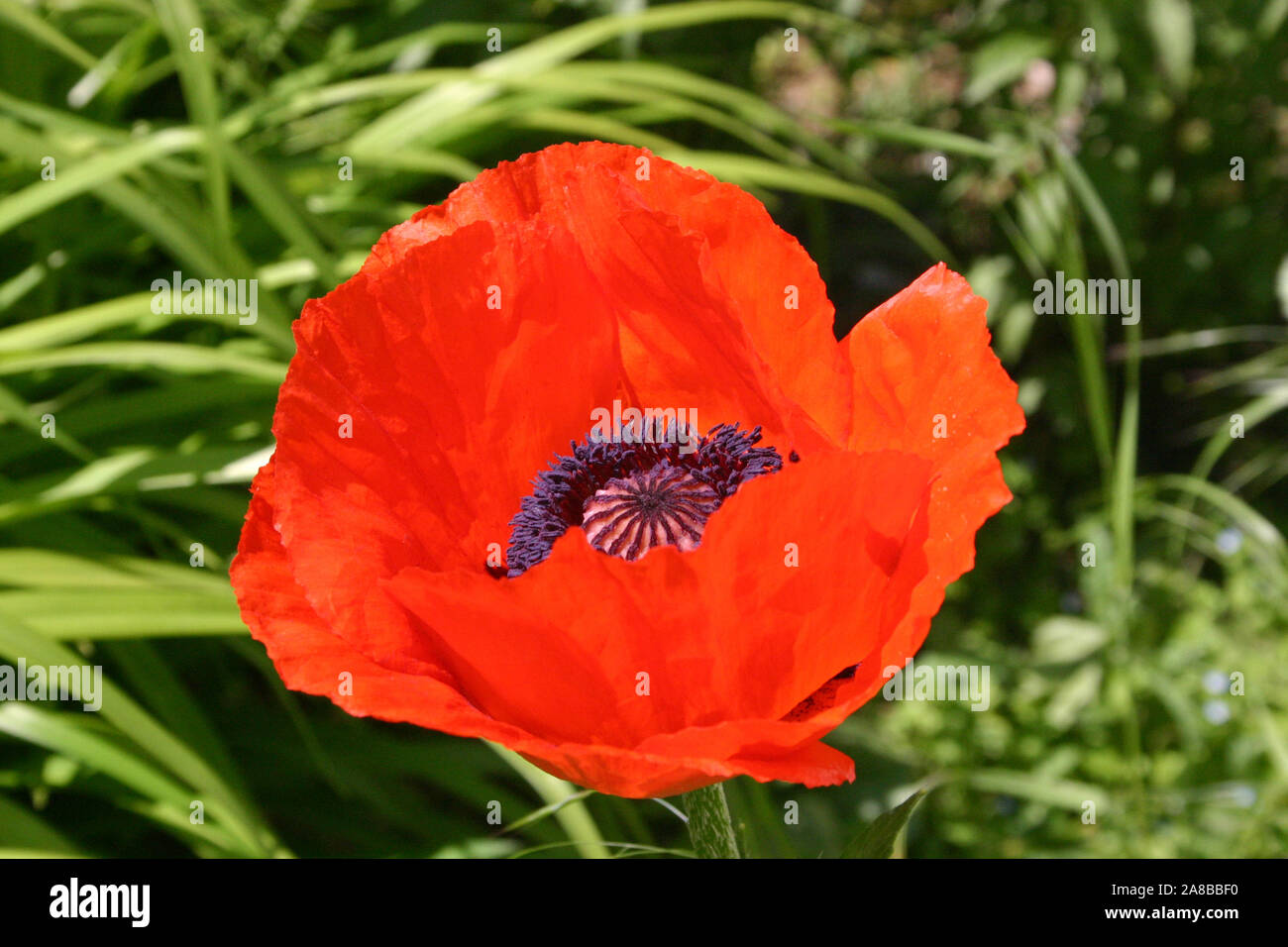 NAHAUFNAHME DER BLÜTENBLÄTTER UND DES DUNKLEN ZENTRUMS EINES ROTEN FLANDERMOHNS, AUCH BEKANNT ALS FELDMOHN ODER MAISMOHN (PAPAVER RHOEAS) VICTORIA, AUSTRALIEN. Stockfoto