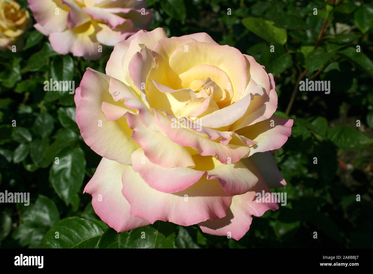 NAHAUFNAHME EINER BLASSGELBEN UND ROSAFARBENEN ROSE IN VOLLER BLÜTE Stockfoto
