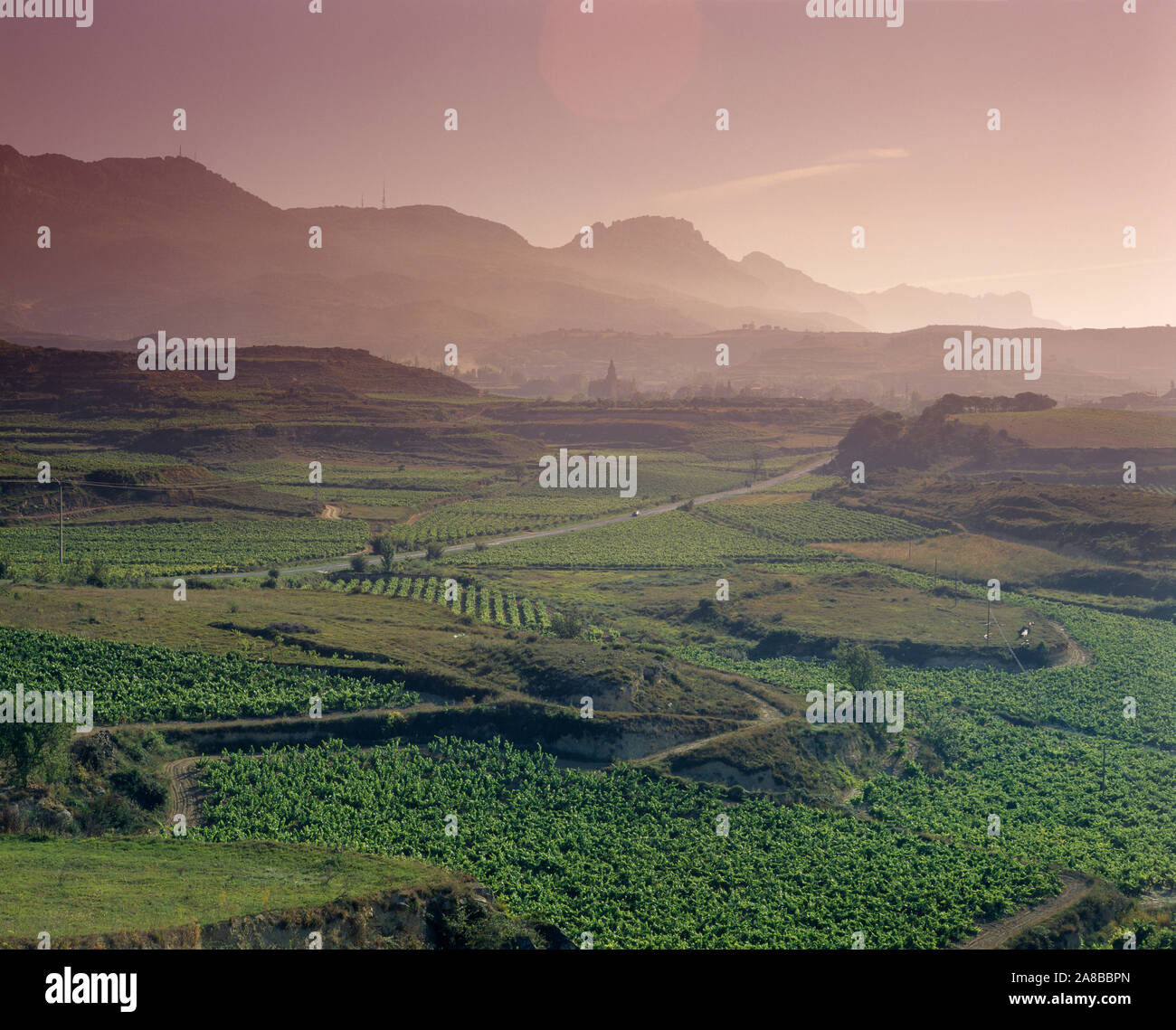 Hohen winkel Blick auf Weinberge, Abalos, Rioja Alta, Rioja, Spanien Stockfoto