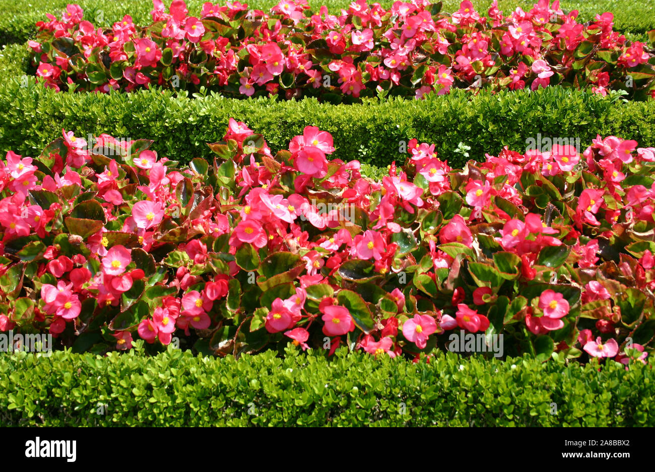 Bettwäsche BEGONIEN BLUMEN WACHSEN IN EINEM NIEDRIGEN KASTEN HEDGE. Australien. Stockfoto