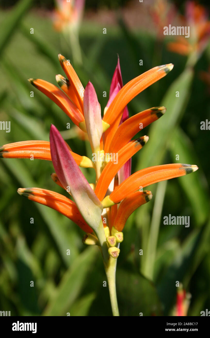 HELICONIA PSITTACORUM, AUCH BEKANNT ALS PAPAGEISCHNABEL, PAPAGEIENSCHNABEL, PAPAGEIENFLOWE4R ODER FALSCHER PARADIESVOGEL. AUSTRALIEN. Stockfoto