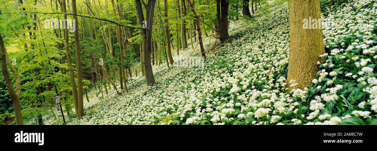 Bärlauch Blumen in einem Wald, Millington Holz, Yorkshire Wolds, East Yorkshire, England Stockfoto