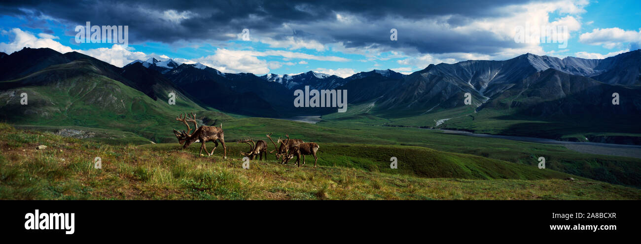 Landschaft mit Bergen und Herde Caribous auf Tundra, Denali National Park, Alaska, USA Stockfoto