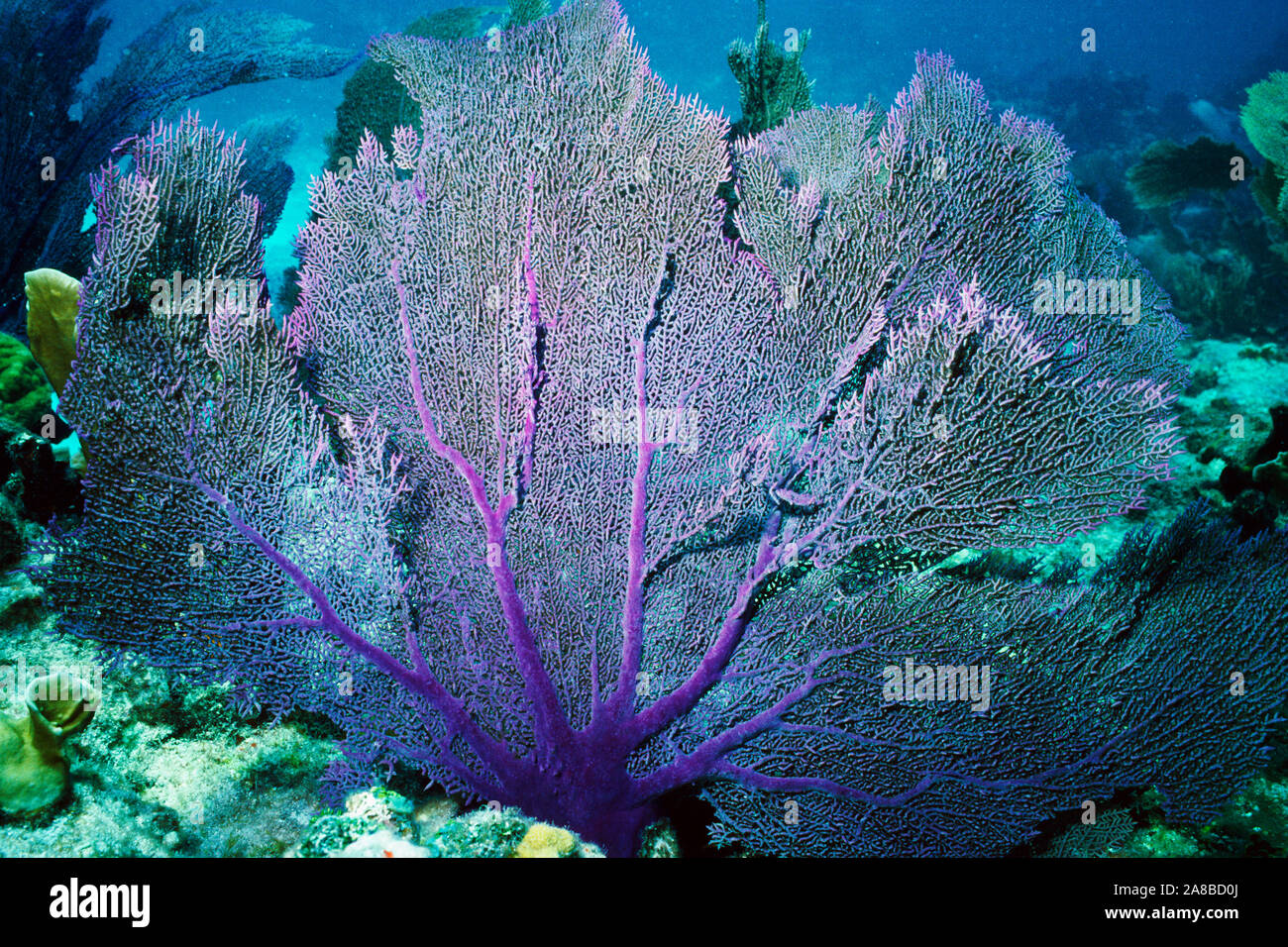 Unterwasser Blick auf Meer fan Coral Reef, Pickles, Key Largo, Florida, USA Stockfoto