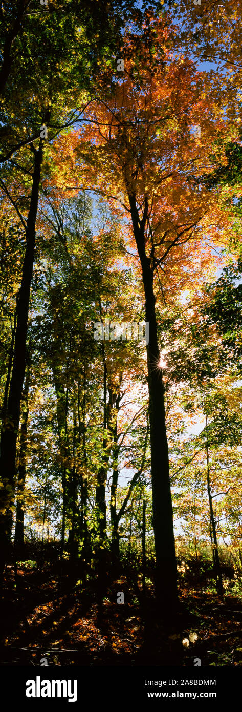 Low Angle View von Bäumen in einem Wald bei Carpenter fällt, Finger Lakes, New York State, USA Stockfoto