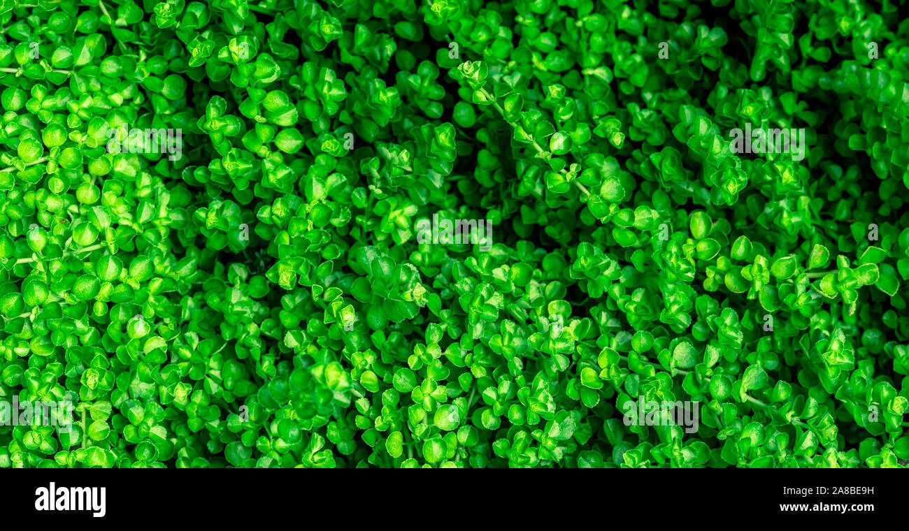 Kleine grüne Blätter Textur Hintergrund mit schönen Muster. Saubere Umwelt. Zierpflanzen im Garten. Organic Natural Hintergrund. Viele Stockfoto