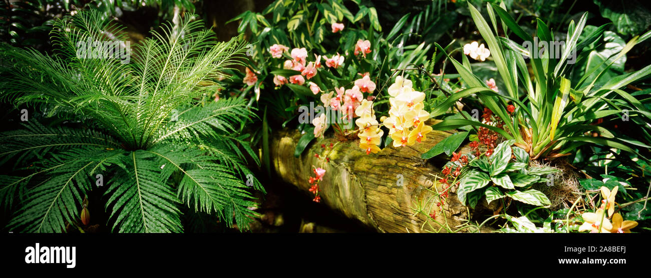 Close-up von Orchideen, San Francisco, Kalifornien, USA Stockfoto