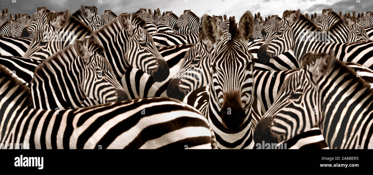 Herde zebras Stockfoto