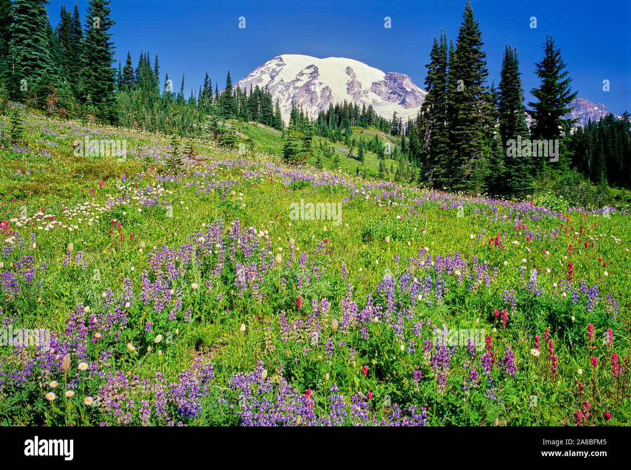 Sommer Wildblumen blühen im Paradise Park unter Mt Rainier, Mt Rainier National Park, Washington State, USA Stockfoto