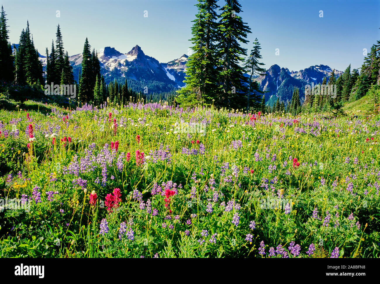Sommer Wildblumen blühen im Paradise Park unter Mt Rainier, Mt Rainier National Park, Washington State, USA Stockfoto