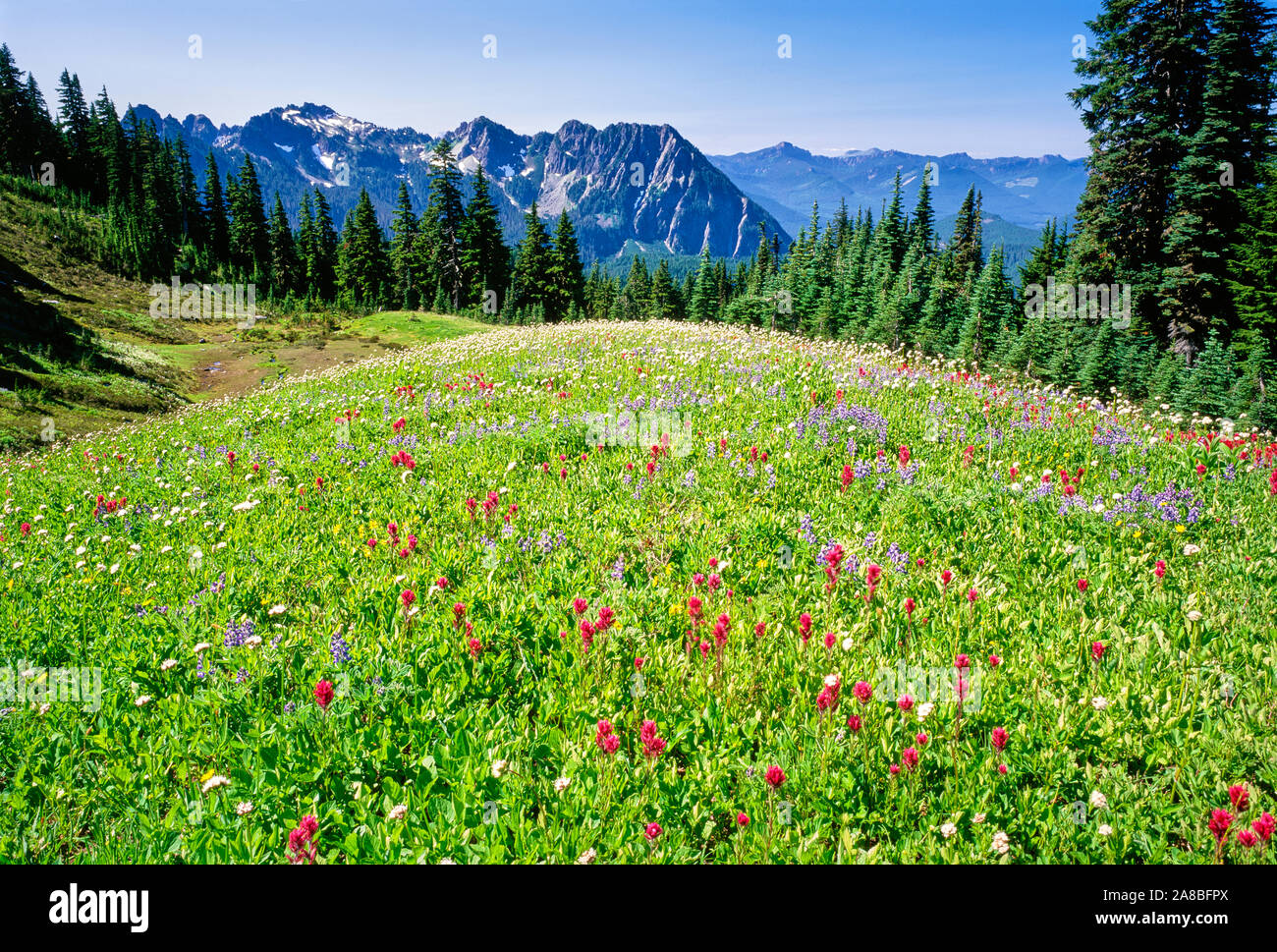 Wildblumen blühen im Paradise Park, Tatoosh in Entfernung, Mt Rainier National Park, Washington State, USA Stockfoto