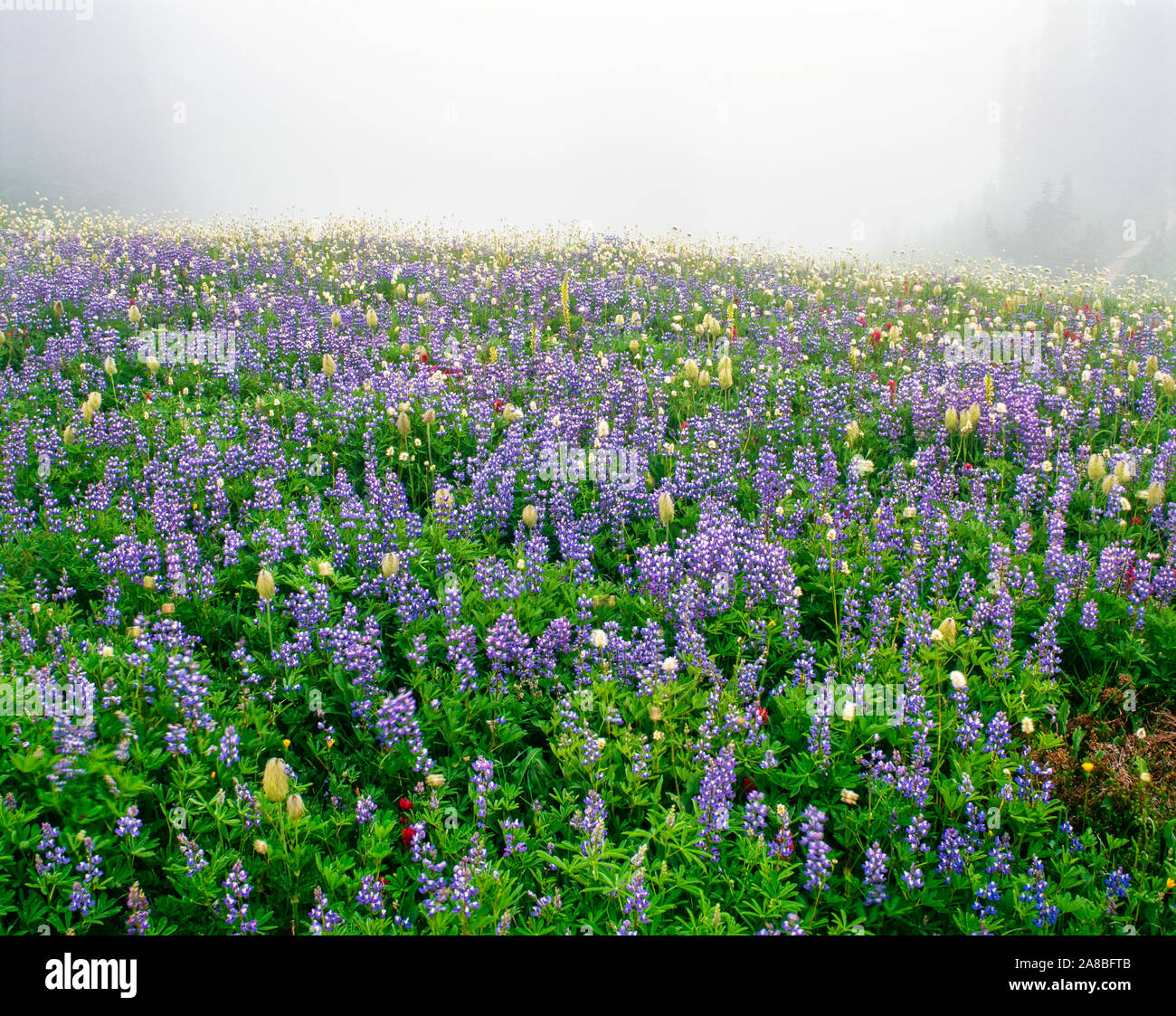 Lupin und Indian Paintbrush in Nebel, Mazama Ridge, Mt Rainier National Park, Washington State, USA Stockfoto