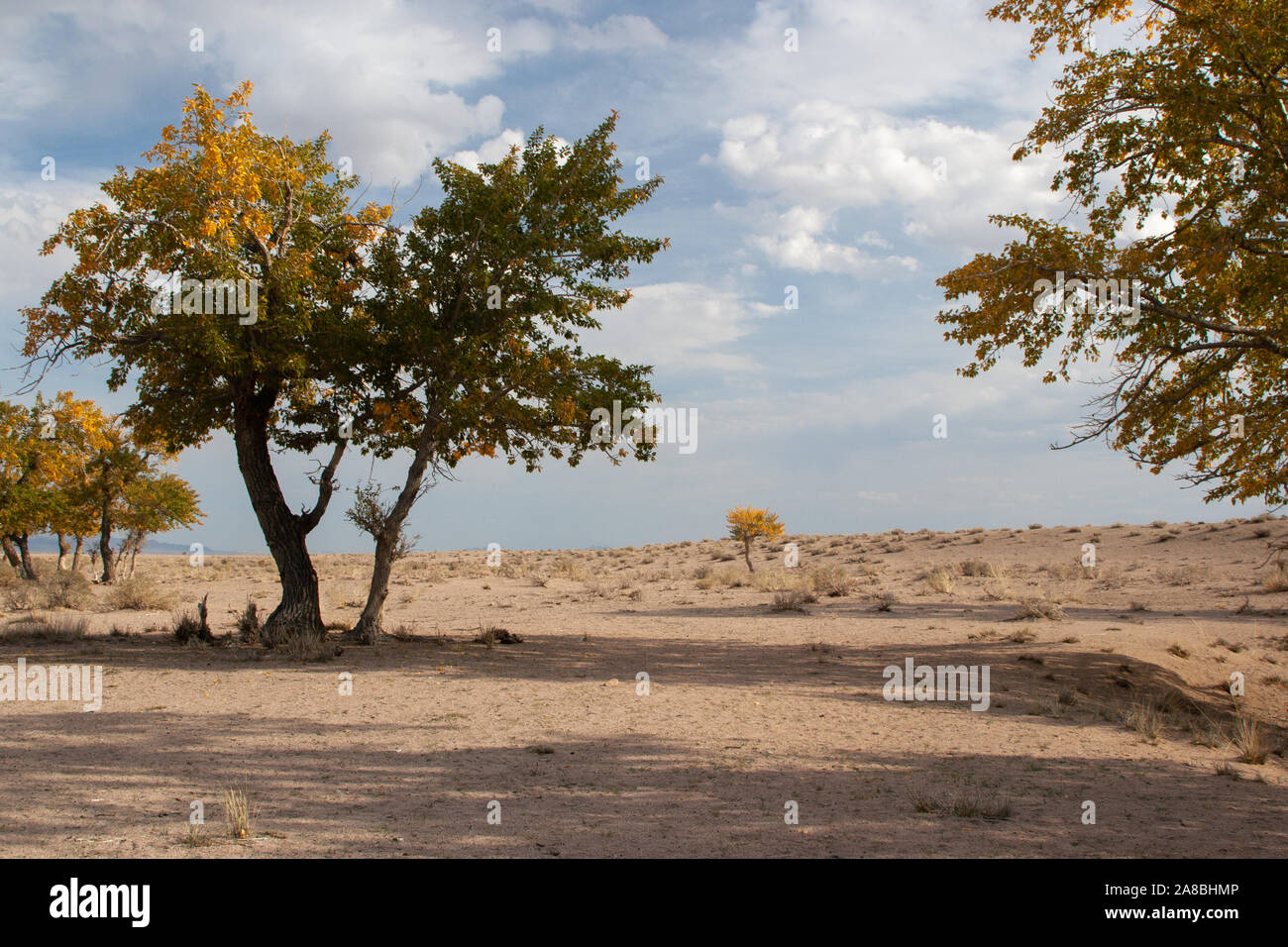 Blick auf Bäume in der Mongolei Stockfoto