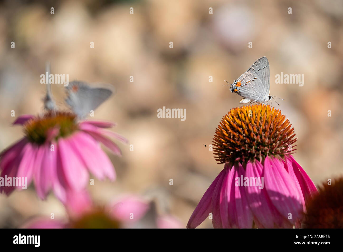 Grau Hairstreak Schmetterling, Strymon melinus, Fütterung auf Sonnenhut, Echinacea. Kansas, USA. Stockfoto