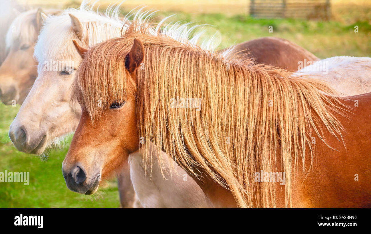 Islandpferde sind eine einzigartige Rasse von Hardy, kleine Pferde nur in Island gefunden. Stockfoto