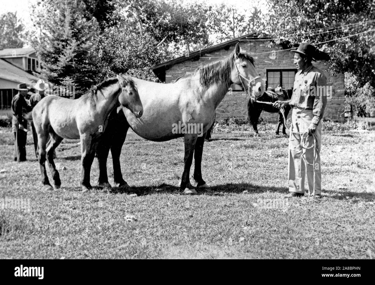 Mann führt zwei Pferde ca 1934-1946 Stockfoto