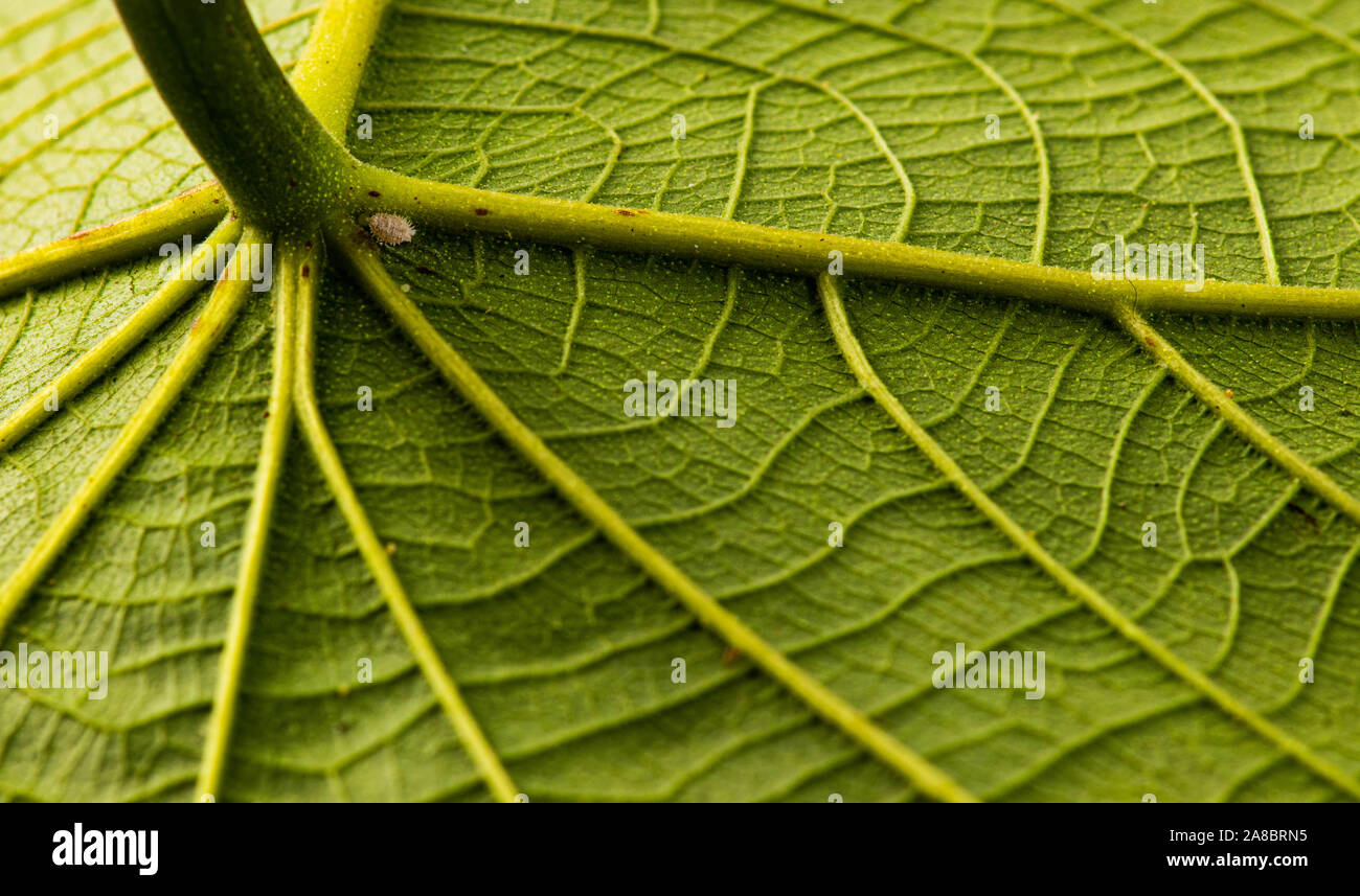 In der Nähe von Green leaf mit detaillierten Blatt Textur Stockfoto
