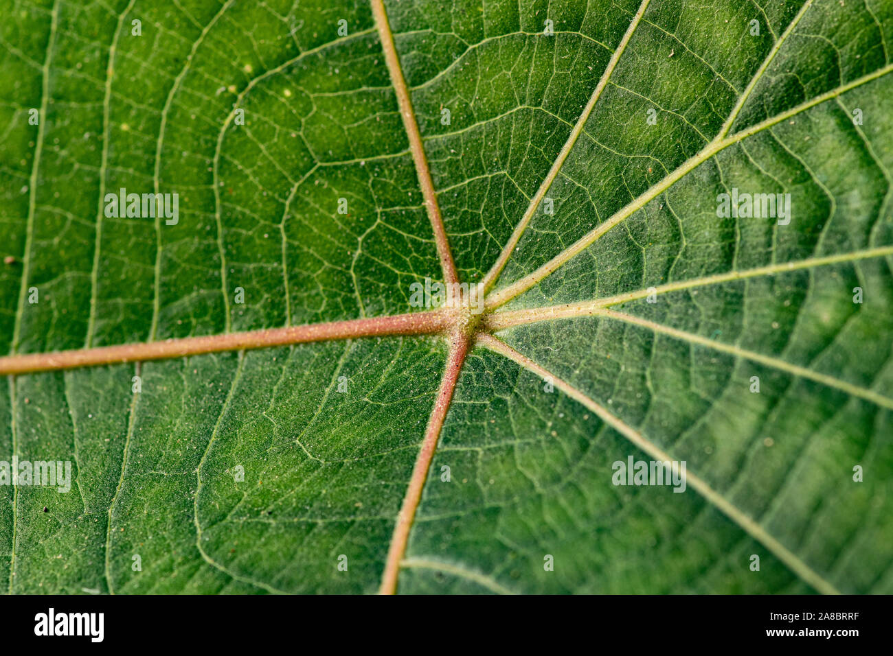 In der Nähe von Green leaf mit detaillierten Blatt Textur Stockfoto