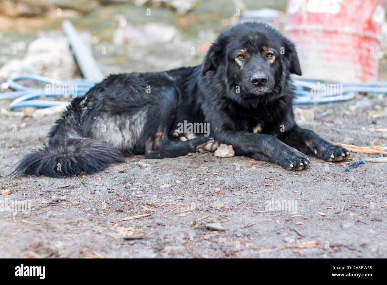 Ein Berg Hund im nördlichen Indien nimmt einen Rest Stockfoto