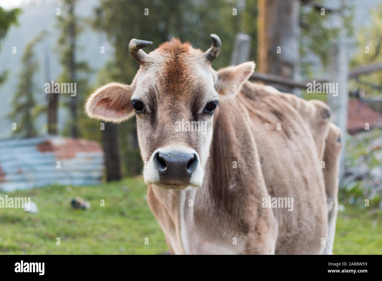 Eine neugierige Kuh im nördlichen Indien Beweidung in einem Feld Stockfoto