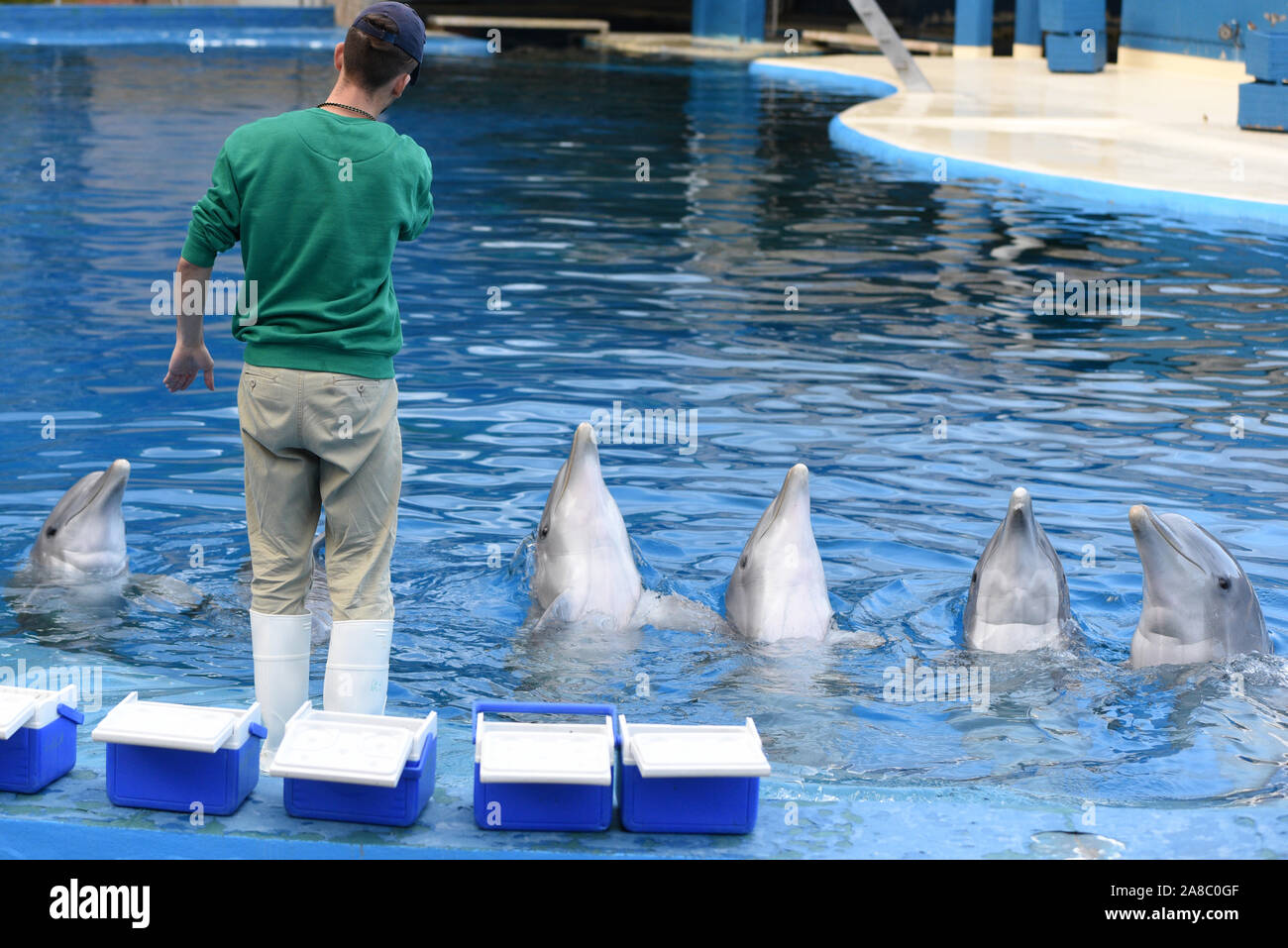 Madrid, Spanien. 07 Nov, 2019. Gemeinsame tümmler dargestellt mit ihren Keeper während der Show in Madrid Zoo und Aquarium. (Foto von Jorge Sanz/Pacific Press) Quelle: Pacific Press Agency/Alamy leben Nachrichten Stockfoto