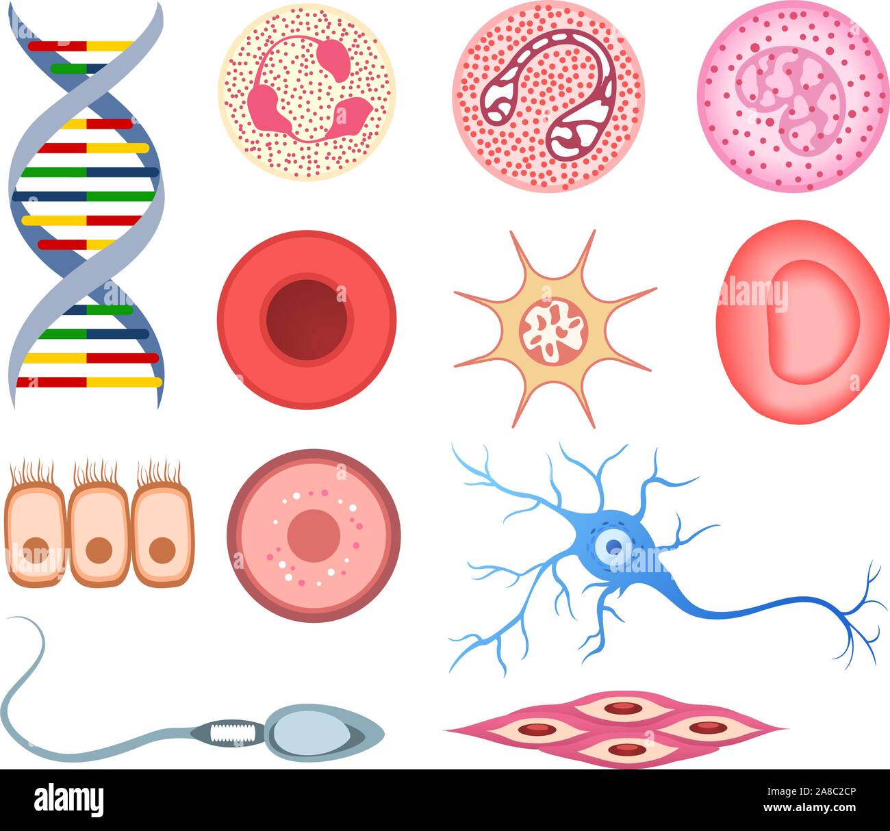 Menschliche Zellen, mit DNA, Blutzellen, Hautzellen, Knochen Zelle, säulig Epithelzellen und Becherzellen, Neuron, glatten Muskelzellen, neurale Zellen, Ca Stock Vektor