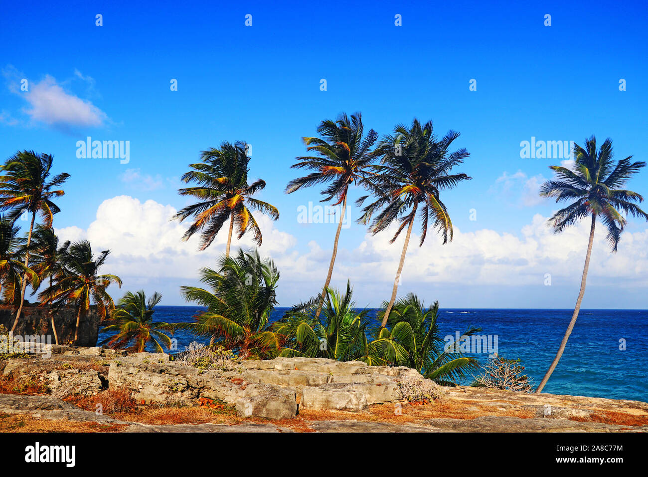 Blick auf das blaue Wasser der Insel Barbados, gesäumt von Kokospalmen Stockfoto
