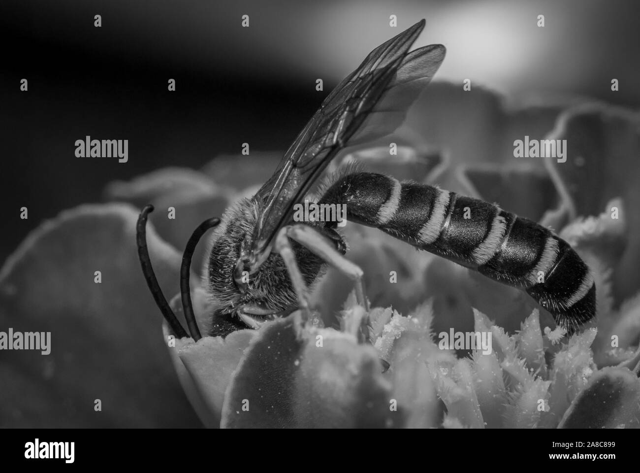 Schwarze und weiße Makroaufnahme einer Wespe, auf eine rote Blume, die auf der Suche nach Nektar Stockfoto
