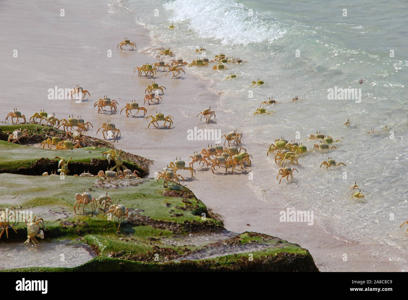 Die Krabbe in Shuab Bucht auf der Insel Socotra, Indischer Ozean, Jemen Stockfoto